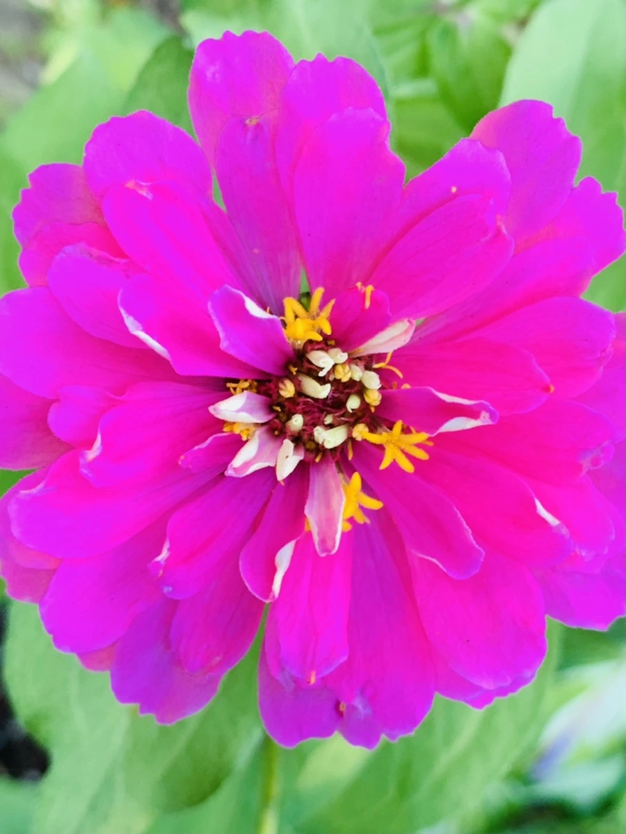 IMG_8278.jpg?type=w966