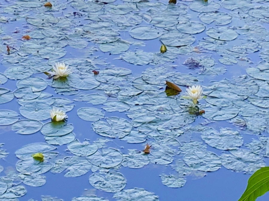 IMG_1025.jpg?type=w966