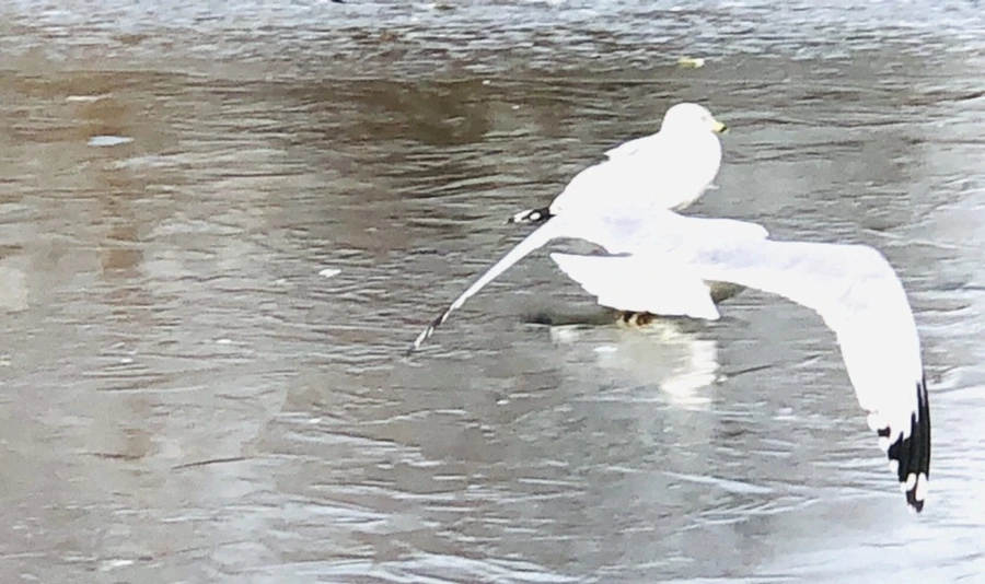 IMG_2140.jpg?type=w966