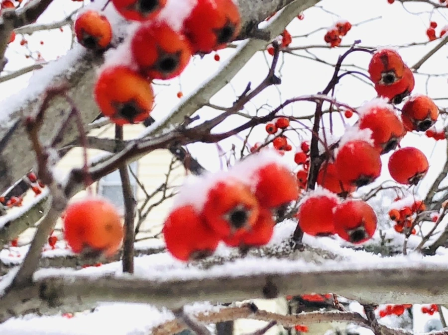 IMG_3482.jpg?type=w966