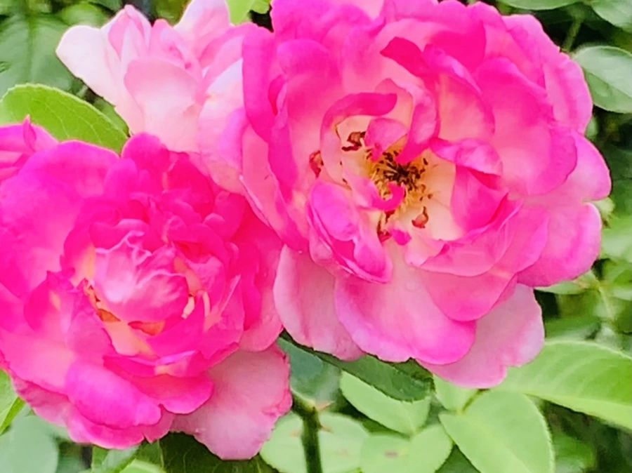 IMG_8528.jpg?type=w966