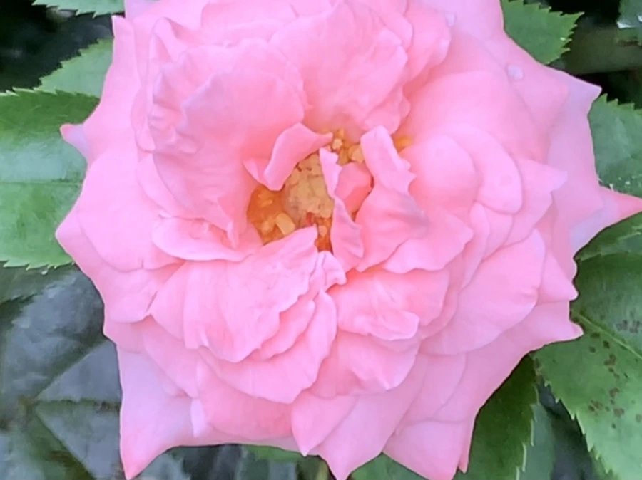 IMG_6926.jpg?type=w966