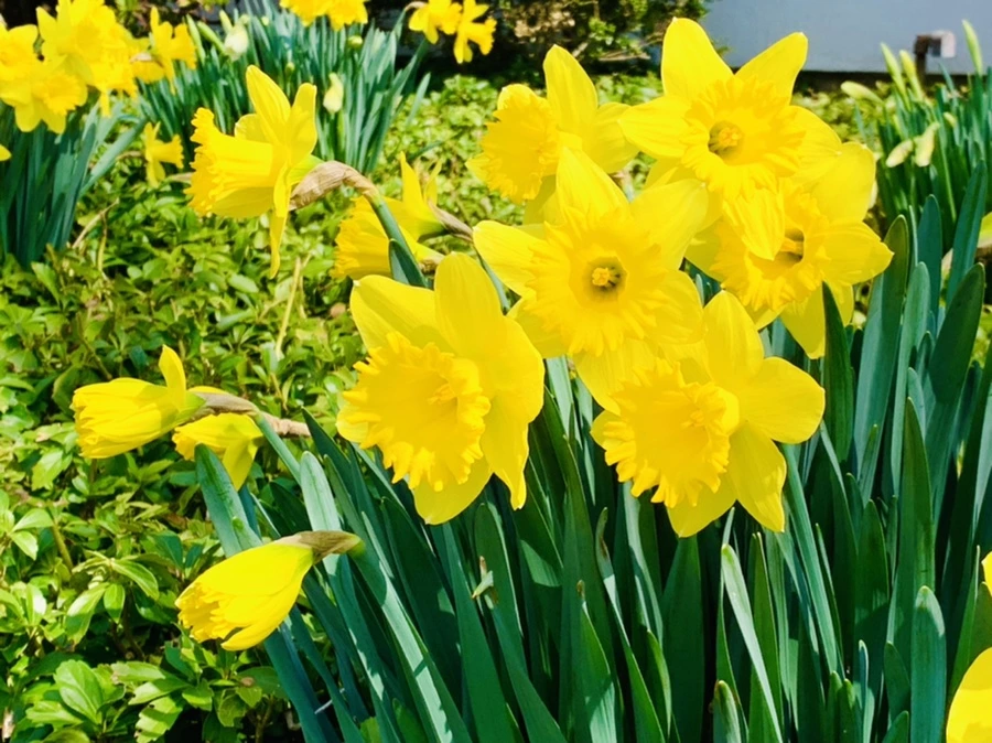 IMG_4274.jpg?type=w966