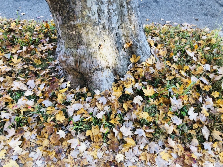 IMG_4107.jpg?type=w966