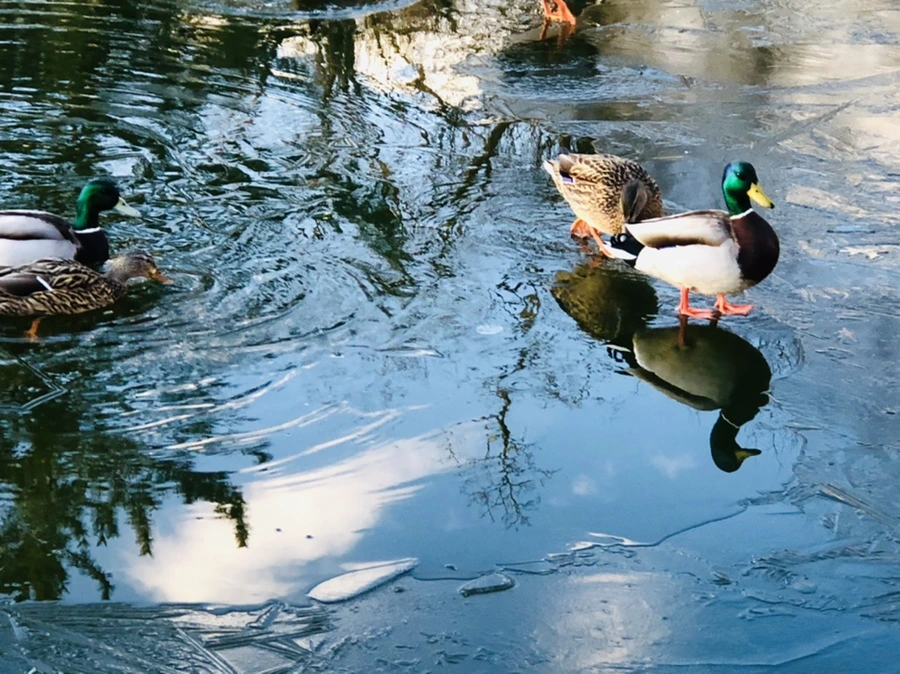 IMG_4934.jpg?type=w966