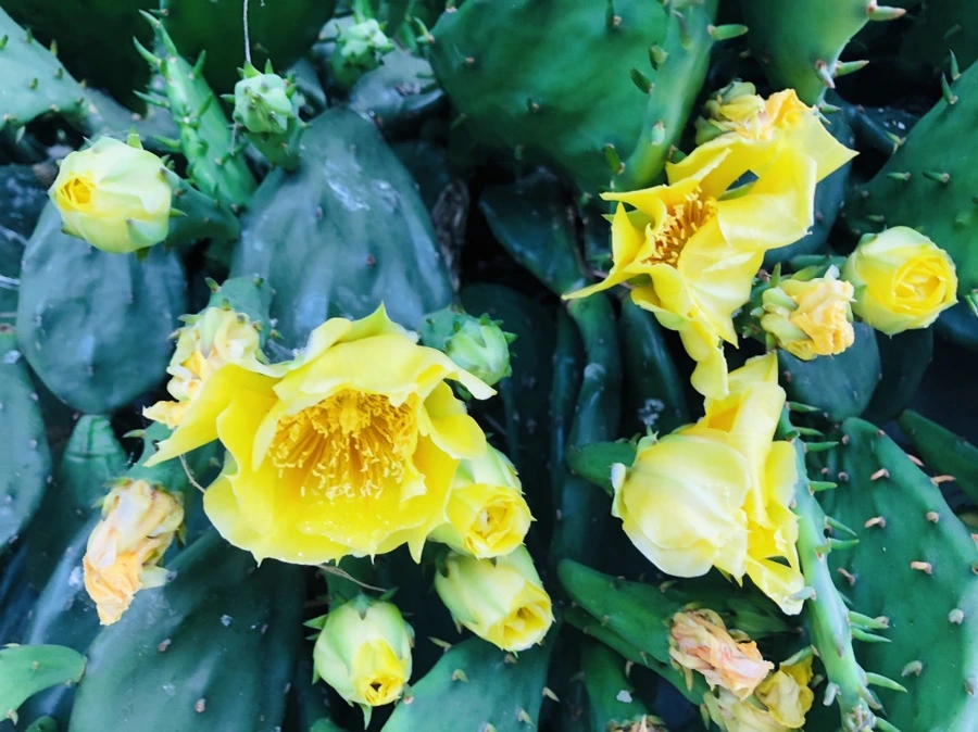 IMG_0261.jpg?type=w966