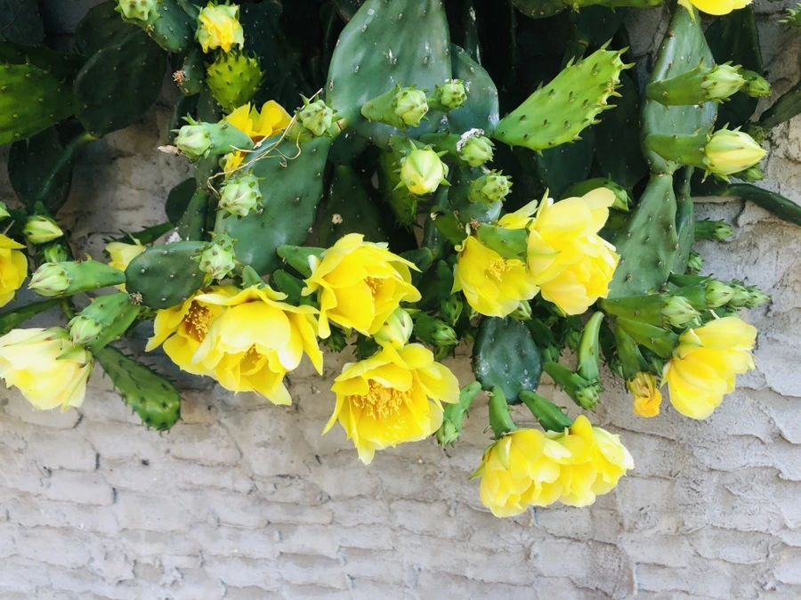 IMG_9797.jpg?type=w966