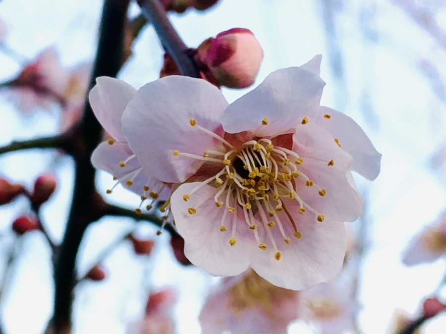 IMG_2265.jpg?type=w966