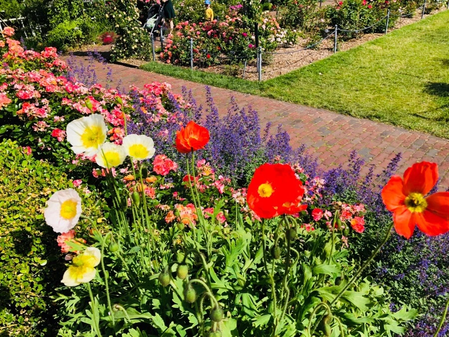 IMG_7772.jpg?type=w966