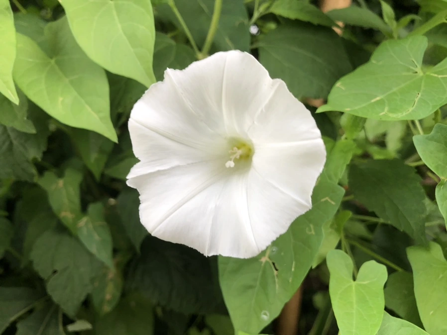 IMG_5649.jpg?type=w966