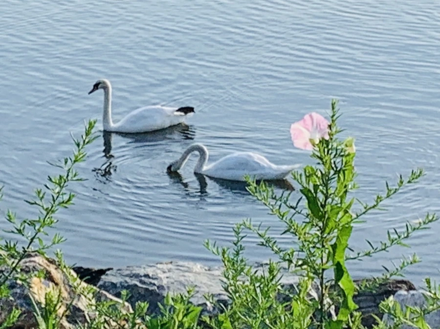 IMG_1535.jpg?type=w966