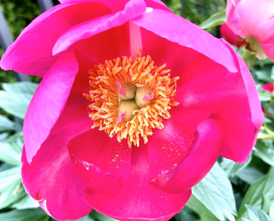 IMG_7917.jpg?type=w966