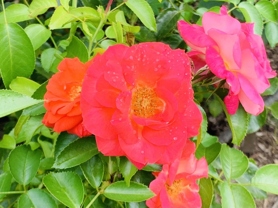 IMG_5052.jpg?type=w966