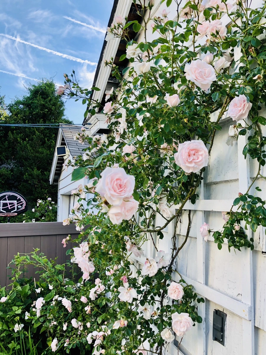 IMG_8476.jpg?type=w966