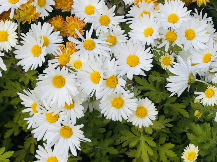 IMG_1137.jpg?type=w966