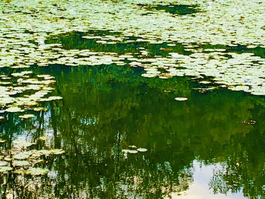 IMG_5821.jpg?type=w966