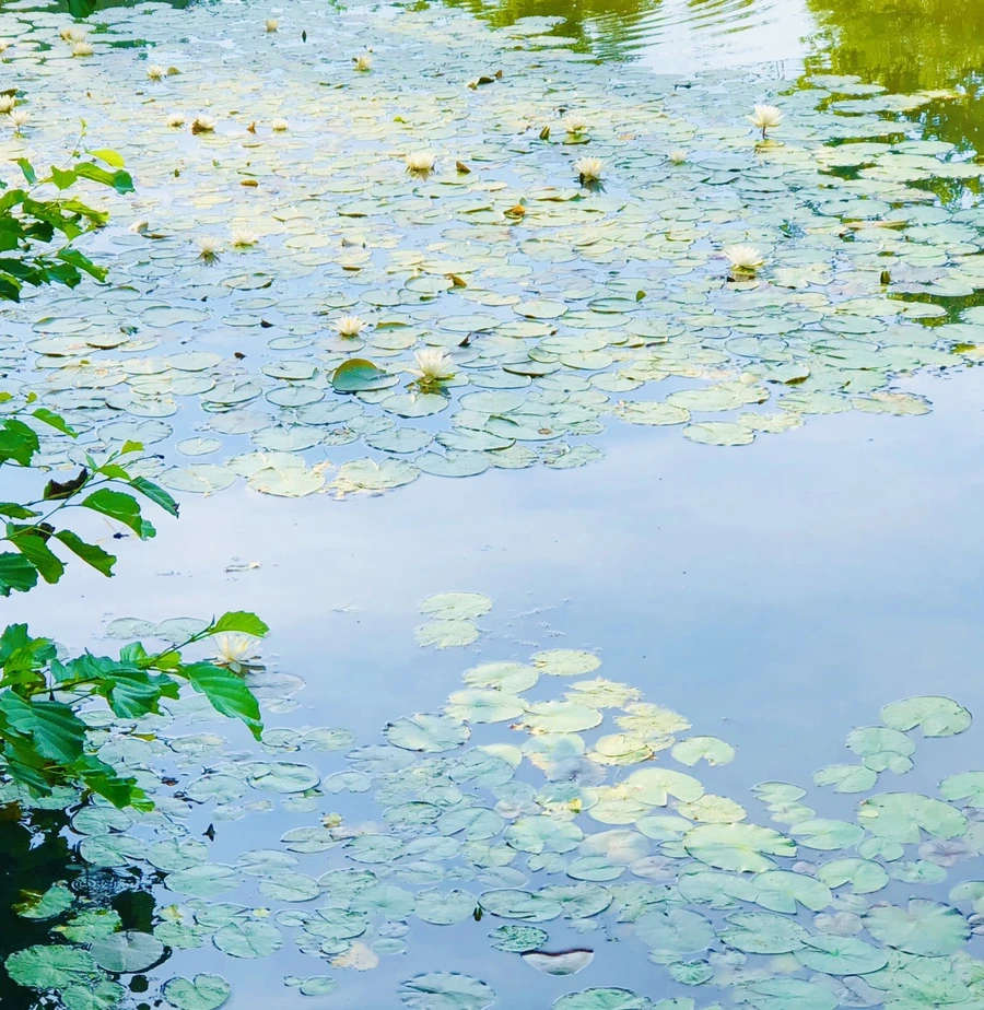 IMG_4916.jpg?type=w966