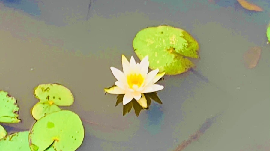 IMG_8278.jpg?type=w966