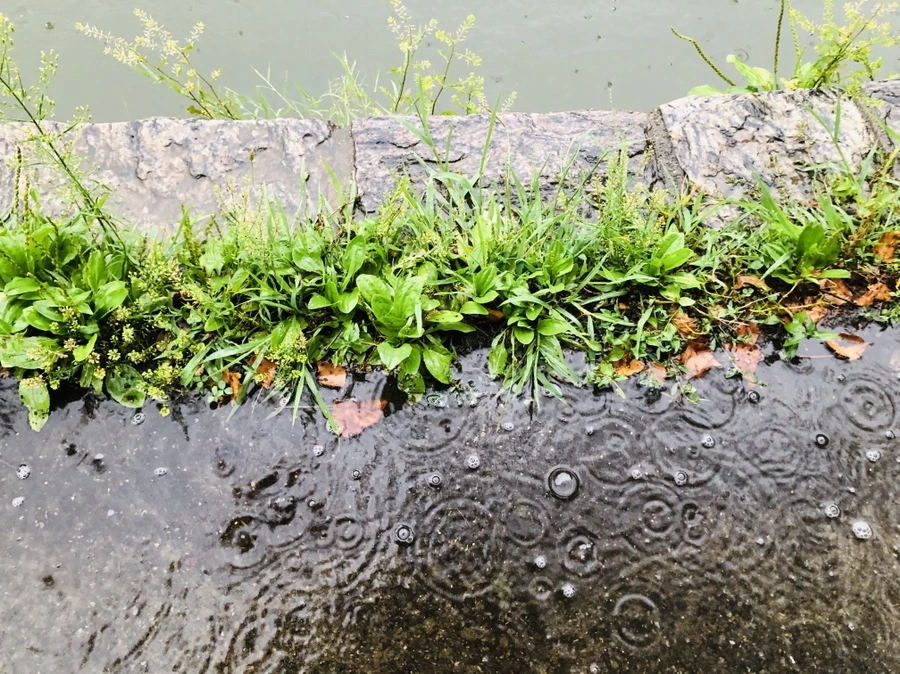 IMG_5099.jpg?type=w966