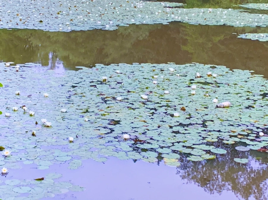 IMG_6917.jpg?type=w966