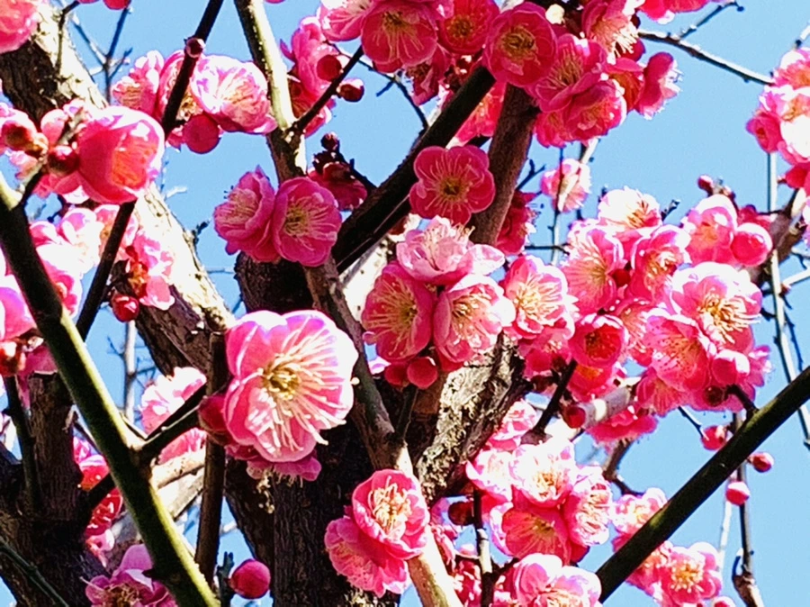 IMG_3025.jpg?type=w966