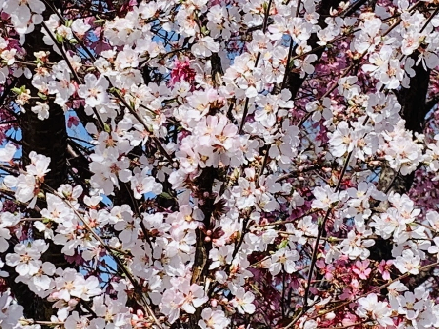 IMG_8051.jpg?type=w966