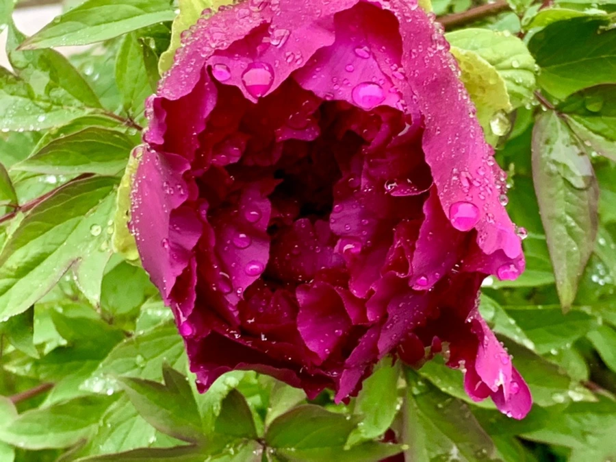 IMG_9402.jpg?type=w966