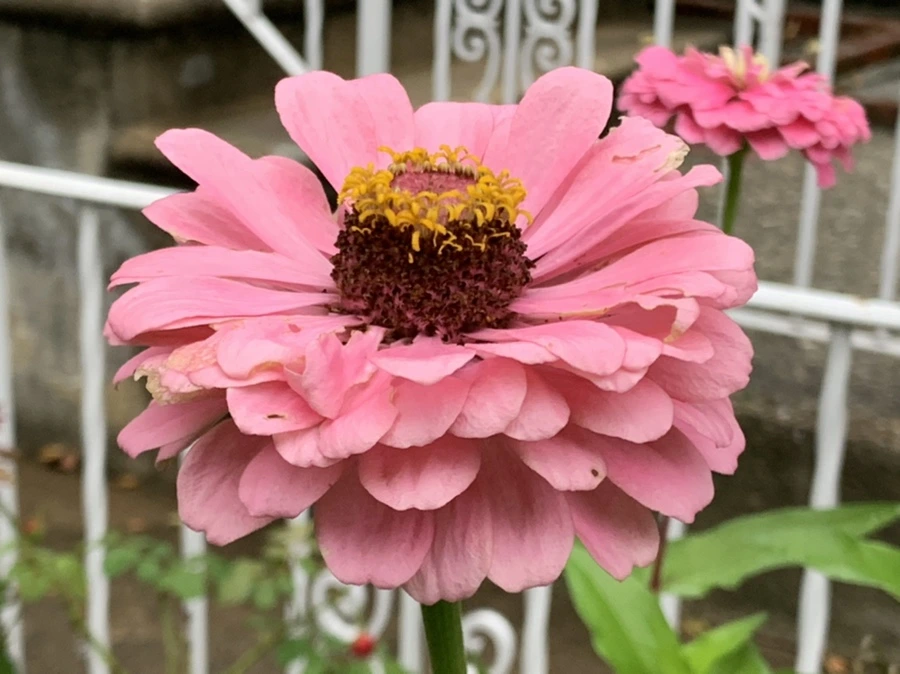 IMG_3653.jpg?type=w966