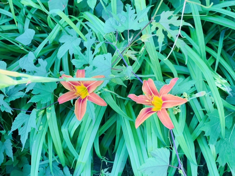 IMG_4014.jpg?type=w966