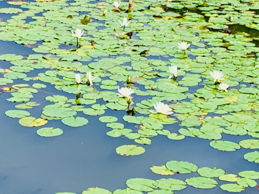 IMG_9269.jpg?type=w966