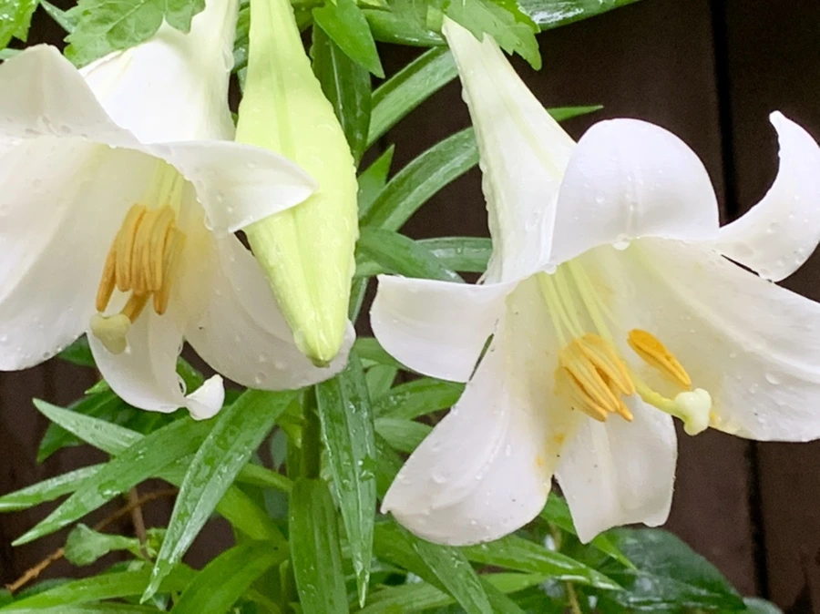 IMG_0093.jpg?type=w966