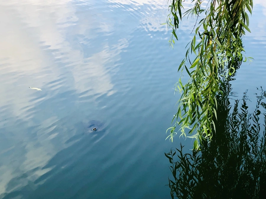 IMG_1646.jpg?type=w966