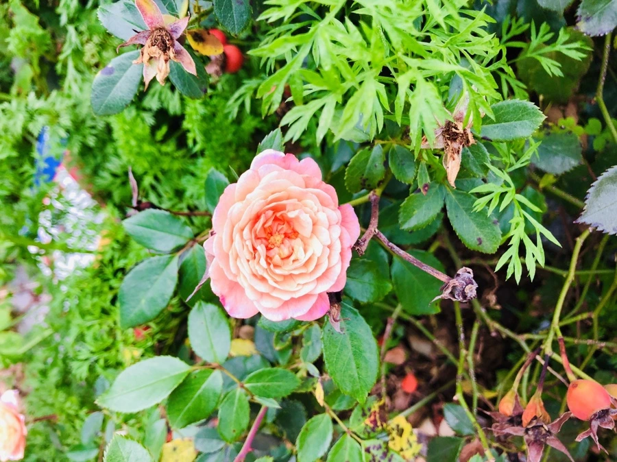 IMG_1103.jpg?type=w966