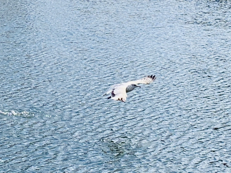 IMG_7277.jpg?type=w966