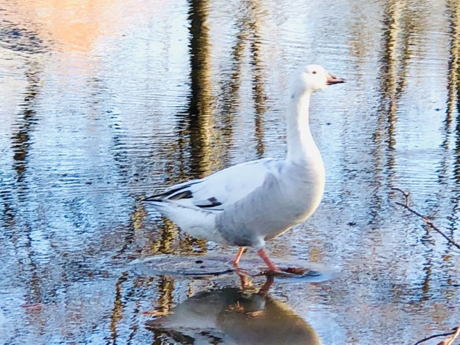 IMG_9294.jpg?type=w966