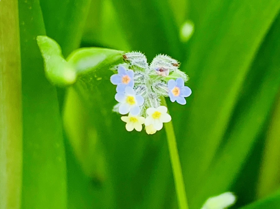 IMG_8671.jpg?type=w966