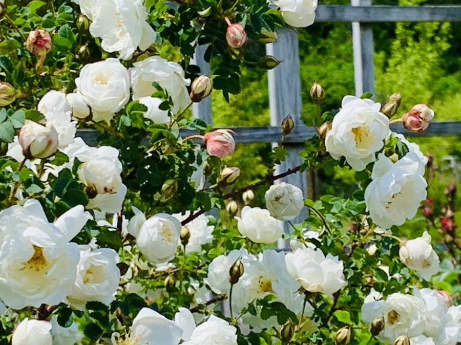 IMG_4352.jpg?type=w966