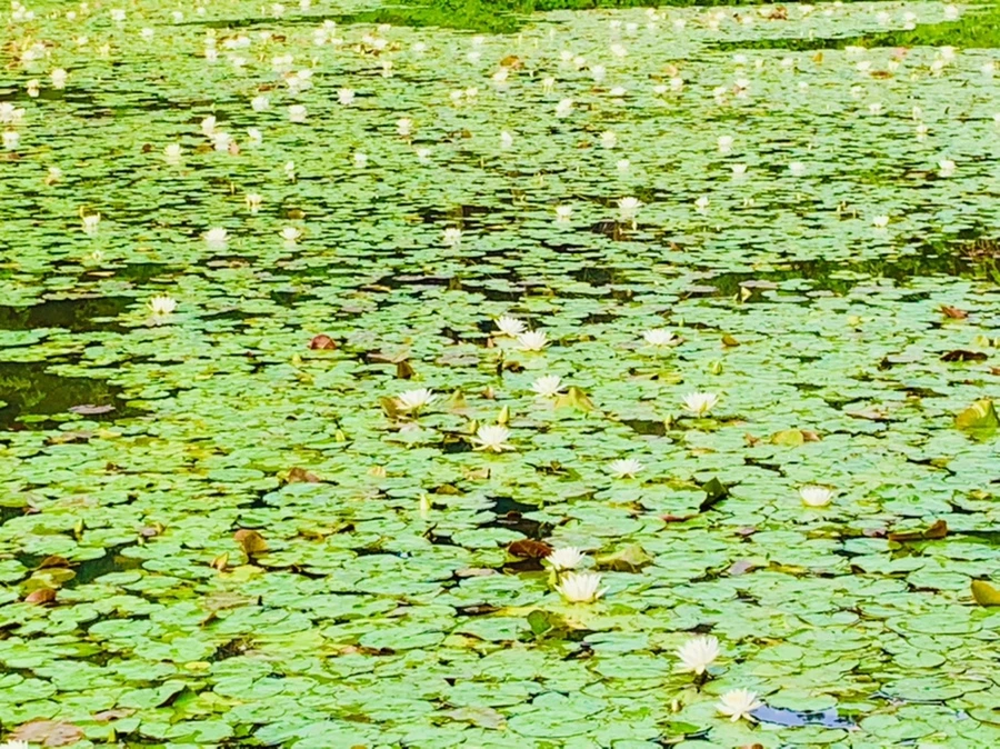 IMG_4436.jpg?type=w966