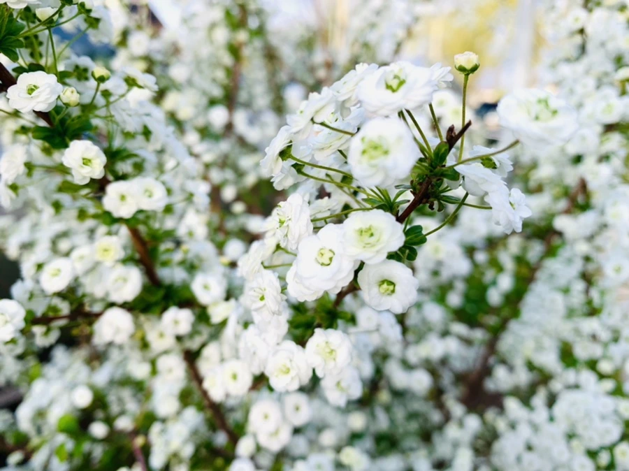 IMG_3131.jpg?type=w966