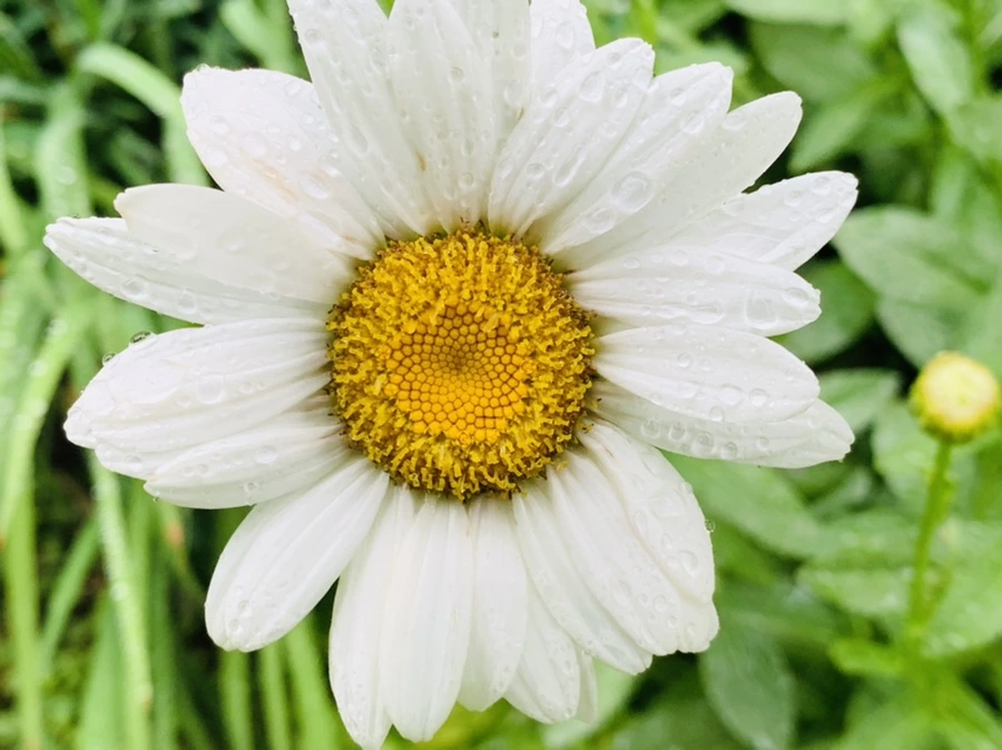 IMG_0189.jpg?type=w966