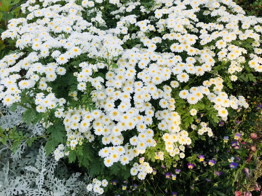 IMG_8709.jpg?type=w966