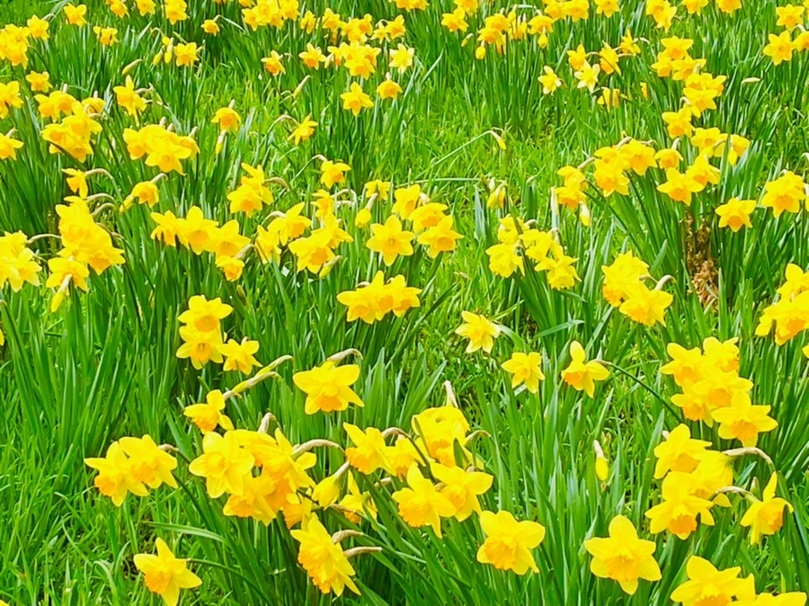 IMG_7457.jpg?type=w966