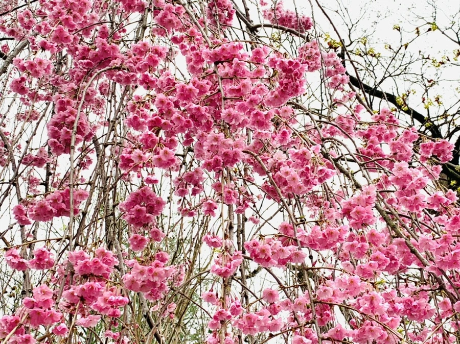 IMG_0826.jpg?type=w966