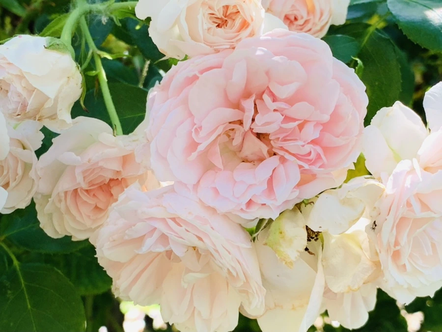 IMG_3123.jpg?type=w966