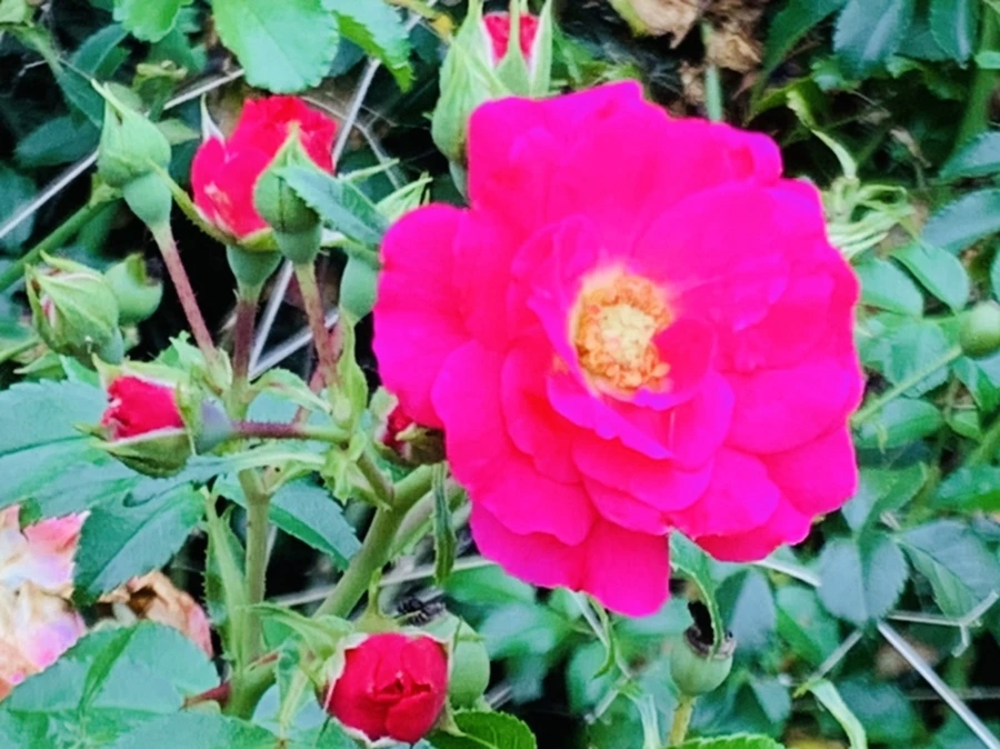 IMG_5890.jpg?type=w966