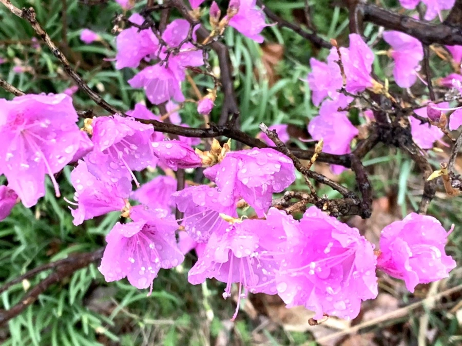 IMG_4944.jpg?type=w966