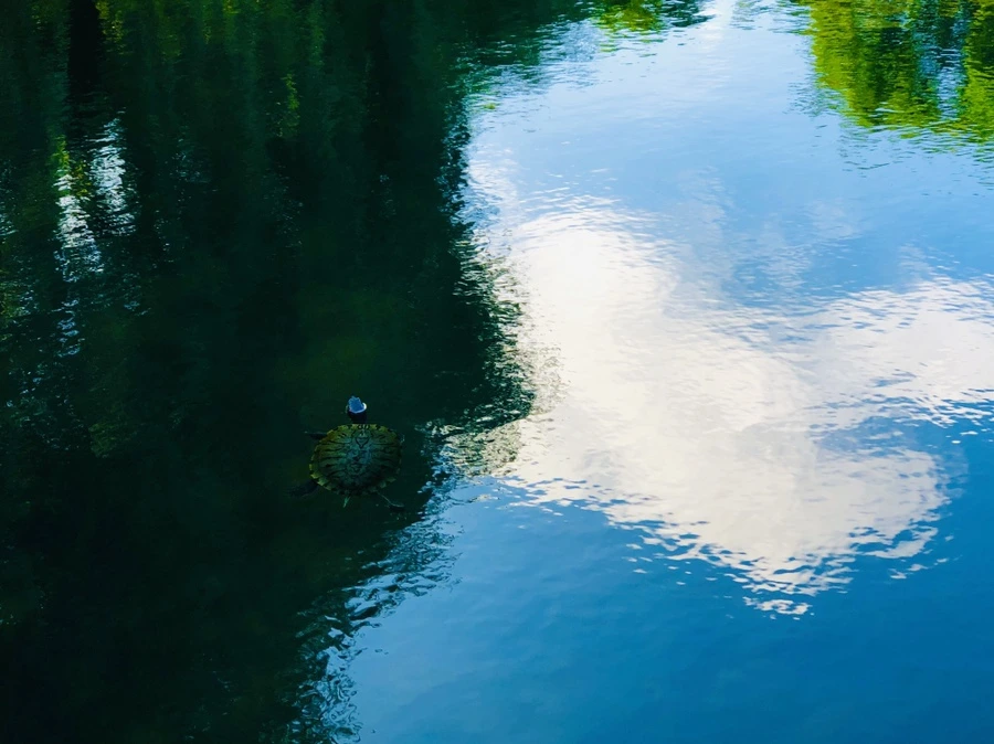 IMG_2900.jpg?type=w966