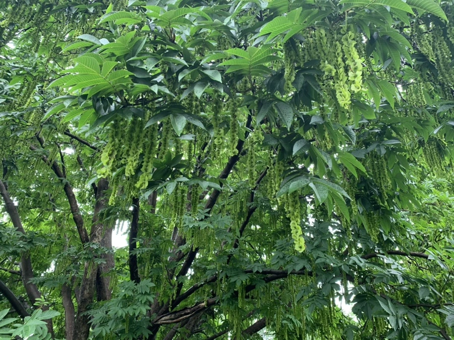 IMG_9560.jpg?type=w966