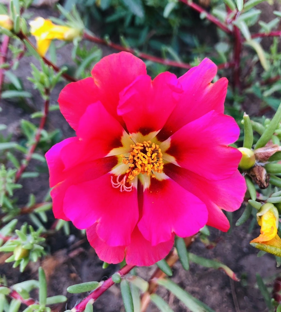 IMG_1703.jpg?type=w966