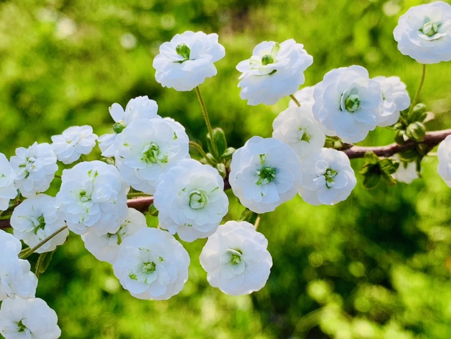 IMG_3274.jpg?type=w966